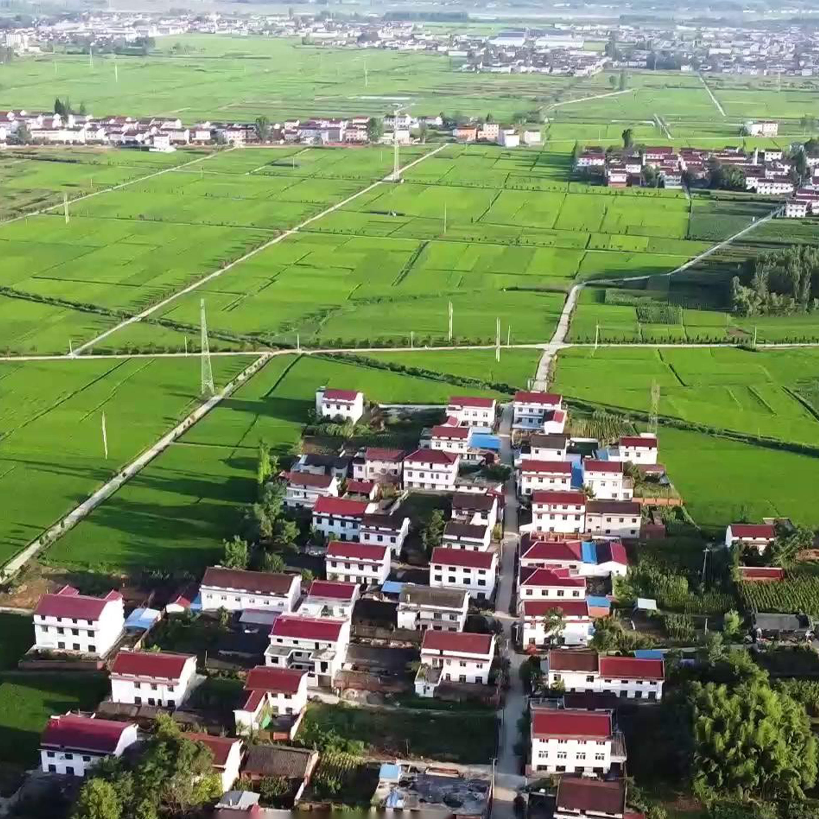 雙亞周大黑-基地種植